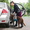 Kurgo Kurgo Up & About Lifter - Harnas om de hond makkelijk op te tillen - Alternatief voor de hondenloopplank - Voor honden tot 41 kg Kurgo Kurgo Up & About Lifter - Harnas om de hond makkelijk op te tillen - Alternatief voor de hondenloopplank - Voor honden tot 41 kg