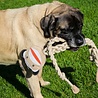 HuggleHounds HuggleHounds Rope Knottie Monkey - Hondenspeelgoed gemaakt van natuurlijke materialen - Trekspel - Geschikt voor grote honden - Aap - Maat L of XL HuggleHounds HuggleHounds Rope Knottie Monkey - Hondenspeelgoed gemaakt van natuurlijke materialen - Trekspel - Geschikt voor grote honden - Aap - Maat L of XL