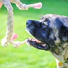 HuggleHounds HuggleHounds Rope Knottie Bunny - Hondenspeelgoed gemaakt van natuurlijke materialen - Voor trekspel -Geschikt voor grote honden - Konijn - Maat L of XL HuggleHounds HuggleHounds Rope Knottie Bunny - Hondenspeelgoed gemaakt van natuurlijke materialen - Voor trekspel -Geschikt voor grote honden - Konijn - Maat L of XL