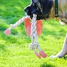 HuggleHounds HuggleHounds Rope Knottie Bunny - Hondenspeelgoed gemaakt van natuurlijke materialen - Voor trekspel -Geschikt voor grote honden - Konijn - Maat L of XL HuggleHounds HuggleHounds Rope Knottie Bunny - Hondenspeelgoed gemaakt van natuurlijke materialen - Voor trekspel -Geschikt voor grote honden - Konijn - Maat L of XL
