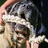 HuggleHounds HuggleHounds Rope Knottie Bunny - Hondenspeelgoed gemaakt van natuurlijke materialen - Voor trekspel -Geschikt voor grote honden - Konijn - Maat L of XL HuggleHounds HuggleHounds Rope Knottie Bunny - Hondenspeelgoed gemaakt van natuurlijke materialen - Voor trekspel -Geschikt voor grote honden - Konijn - Maat L of XL