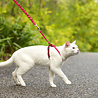 PetSafe Petsafe Easy Walk Cat Harness met Bungee Leash - Tuigje voor het uitlaten van je kat - Rood of Blauw - S/M/L PetSafe Petsafe Easy Walk Cat Harness met Bungee Leash - Tuigje voor het uitlaten van je kat - Rood of Blauw - S/M/L