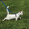 PetSafe Petsafe Easy Walk Cat Harness met Bungee Leash - Tuigje voor het uitlaten van je kat - Rood of Blauw - S/M/L PetSafe Petsafe Easy Walk Cat Harness met Bungee Leash - Tuigje voor het uitlaten van je kat - Rood of Blauw - S/M/L
