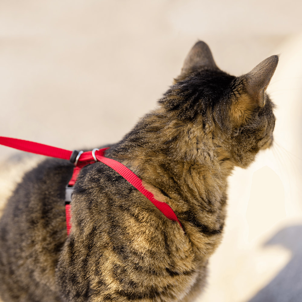 voering Afspraak B olie Petsafe EasyWalk Cat Harness met Bungee Leash - Max&Luna
