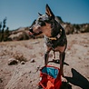 Kurgo Kurgo Zippy Bowl - Compacte lichtgewicht en opvouwbare voer-/drinkbak voor honden voor onderweg - Blauw of Rood Kurgo Kurgo Zippy Bowl - Compacte lichtgewicht en opvouwbare voer-/drinkbak voor honden voor onderweg - Blauw of Rood