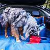 Kurgo Kurgo Zippy Bowl - Compacte lichtgewicht en opvouwbare voer-/drinkbak voor honden voor onderweg - Blauw of Rood Kurgo Kurgo Zippy Bowl - Compacte lichtgewicht en opvouwbare voer-/drinkbak voor honden voor onderweg - Blauw of Rood