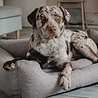 District 70 District 70 CLASSIC Box Bed - Comfortabele Hondenmand met afneembare & wasbare hoes - in 4 kleuren en S/M/L/XL District 70 District 70 CLASSIC Box Bed - Comfortabele Hondenmand met afneembare & wasbare hoes - in 4 kleuren en S/M/L/XL