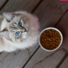 Imby Imby Insect-based Droogvoer - Kattenvoer van Duurzaam Insecteneiwit - Complete Voeding - Hypoallergeen - Volwassen Gesteriliseerde Katten - 400 gram en 1,5 kg Imby Imby Insect-based Droogvoer - Kattenvoer van Duurzaam Insecteneiwit - Complete Voeding - Hypoallergeen - Volwassen Gesteriliseerde Katten - 400 gram en 1,5 kg