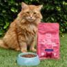 Imby Imby Insect-based Droogvoer - Kattenvoer van Duurzaam Insecteneiwit - Complete Voeding - Hypoallergeen - Volwassen Gesteriliseerde Katten - 400 gram en 1,5 kg Imby Imby Insect-based Droogvoer - Kattenvoer van Duurzaam Insecteneiwit - Complete Voeding - Hypoallergeen - Volwassen Gesteriliseerde Katten - 400 gram en 1,5 kg