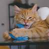 Beco Beco Pets - Kattenspeeltjes met Kattenkruid: Muis, Vogel, Vis, Dolfijn, Zeester, Krab, Inktvis, Walvis, Kikker - Zeer Sterk en Milieuvriendelijk Beco Beco Pets - Kattenspeeltjes met Kattenkruid: Muis, Vogel, Vis, Dolfijn, Zeester, Krab, Inktvis, Walvis, Kikker - Zeer Sterk en Milieuvriendelijk