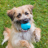 Beco Beco RubberTreat Ball - Snackbal voor Brokjes - Sterk & Milieuvriendelijk - Groen, Blauw en Roze - S/M/ L Beco Beco RubberTreat Ball - Snackbal voor Brokjes - Sterk & Milieuvriendelijk - Groen, Blauw en Roze - S/M/ L