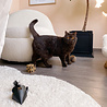 District 70 District 70 GIFT SET - Doosje met 3 Kartonnen kattenspeeltjes - Balletje, Muis en Dobbelsteen - Ideaal cadeau voor kattenbaasjes District 70 District 70 GIFT SET - Doosje met 3 Kartonnen kattenspeeltjes - Balletje, Muis en Dobbelsteen - Ideaal cadeau voor kattenbaasjes