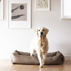 nakoming Verstikken Viool De leukste en meest trendy artikelen voor jouw hond of pup! - Max&Luna