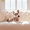Puppia Puppia Mountaineer II – Winterjas met geïntegreerd harnas voor kleine honden - Small, Medium of Large - Beige of Camo Puppia Puppia Mountaineer II – Winterjas met geïntegreerd harnas voor kleine honden - Small, Medium of Large - Beige of Camo
