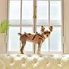 Puppia Puppia Mountaineer II – Winterjas met geïntegreerd harnas voor kleine honden - Small, Medium of Large - Beige of Camo Puppia Puppia Mountaineer II – Winterjas met geïntegreerd harnas voor kleine honden - Small, Medium of Large - Beige of Camo