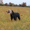 Rukka Pets Rukka Pets Protect Overall – Beschermende overall voor honden tegen wind en regen – Verkrijgbaar in 9 maten - Kleur Zwart Rukka Pets Rukka Pets Protect Overall – Beschermende overall voor honden tegen wind en regen – Verkrijgbaar in 9 maten - Kleur Zwart