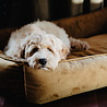 District 70 District 70 SHIMMER - Luxe Velours Hondenmand in 3 kleuren - Donkergrijs, Taupe, Okergeel - Afritsbare en wasbare hoes - Maat S/M/L District 70 District 70 SHIMMER - Luxe Velours Hondenmand in 3 kleuren - Donkergrijs, Taupe, Okergeel - Afritsbare en wasbare hoes - Maat S/M/L