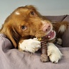 Nylabone Nylabone Extreme kauwbot met rund- en kaassmaak - Voor krachtige kauwers - in S/M/XL Nylabone Nylabone Extreme kauwbot met rund- en kaassmaak - Voor krachtige kauwers - in S/M/XL