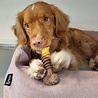 Nylabone Nylabone Extreme kauwbot met rund- en kaassmaak - Voor krachtige kauwers - in S/M/XL Nylabone Nylabone Extreme kauwbot met rund- en kaassmaak - Voor krachtige kauwers - in S/M/XL