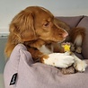 Nylabone Nylabone Extreme kauwbot met rund- en kaassmaak - Voor krachtige kauwers - in S/M/XL Nylabone Nylabone Extreme kauwbot met rund- en kaassmaak - Voor krachtige kauwers - in S/M/XL