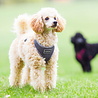 Rukka Pets Rukka Pets Comfort Air Harness - Lichtgewicht en Ademend Hondentuig - Ergonomisch design - Geel, Roze en Grijs - XS / S / M / L / XL Rukka Pets Rukka Pets Comfort Air Harness - Lichtgewicht en Ademend Hondentuig - Ergonomisch design - Geel, Roze en Grijs - XS / S / M / L / XL