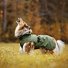 Rukka Pets Rukka Pets Streamy ECO Raincoat - Trendy hondenregenjas - Gerecycled materiaal - Opening voor riem of harnas - Afneembare capuchon - Olijfgroen - In 9 maten Rukka Pets Rukka Pets Streamy ECO Raincoat - Trendy hondenregenjas - Gerecycled materiaal - Opening voor riem of harnas - Afneembare capuchon - Olijfgroen - In 9 maten