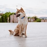 Tickless TICKLESS Mini Dog - Ultrasone teken en vlooienbestrijder voor kleine honden - Oplaadbaar - Vrij van chemicaliën - Met Nachtlichtfunctie Tickless TICKLESS Mini Dog - Ultrasone teken en vlooienbestrijder voor kleine honden - Oplaadbaar - Vrij van chemicaliën - Met Nachtlichtfunctie