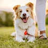 Tickless TICKLESS Pet - Ultrasone teken en vlooienbestrijder voor huisdieren - Vrij van chemicaliën - Oranje, Roze, Zwart of Bruin (ECOPET) Tickless TICKLESS Pet - Ultrasone teken en vlooienbestrijder voor huisdieren - Vrij van chemicaliën - Oranje, Roze, Zwart of Bruin (ECOPET)