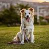 Tickless TICKLESS Pet - Ultrasone teken en vlooienbestrijder voor huisdieren - Vrij van chemicaliën - Oranje, Roze, Zwart of Bruin (ECOPET) Tickless TICKLESS Pet - Ultrasone teken en vlooienbestrijder voor huisdieren - Vrij van chemicaliën - Oranje, Roze, Zwart of Bruin (ECOPET)