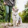 Tickless TICKLESS Pet - Ultrasone teken en vlooienbestrijder voor huisdieren - Vrij van chemicaliën - Oranje, Roze, Zwart of Bruin (ECOPET) Tickless TICKLESS Pet - Ultrasone teken en vlooienbestrijder voor huisdieren - Vrij van chemicaliën - Oranje, Roze, Zwart of Bruin (ECOPET)