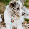 Tickless TICKLESS Pet - Ultrasone teken en vlooienbestrijder voor huisdieren - Vrij van chemicaliën - Oranje, Roze, Zwart of Bruin (ECOPET) Tickless TICKLESS Pet - Ultrasone teken en vlooienbestrijder voor huisdieren - Vrij van chemicaliën - Oranje, Roze, Zwart of Bruin (ECOPET)