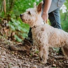 Tickless TICKLESS Pet - Ultrasone teken en vlooienbestrijder voor huisdieren - Vrij van chemicaliën - Oranje, Roze, Zwart of Bruin (ECOPET) Tickless TICKLESS Pet - Ultrasone teken en vlooienbestrijder voor huisdieren - Vrij van chemicaliën - Oranje, Roze, Zwart of Bruin (ECOPET)
