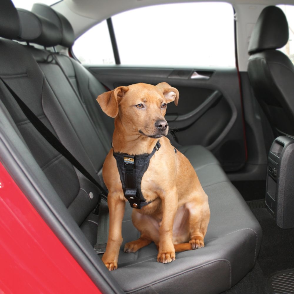 puppy car harness