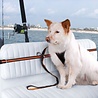 Kurgo Kurgo Autogordel Zip Line voor honden met bijgeleverde Riem - Houdt honden op de achterbank Kurgo Kurgo Autogordel Zip Line voor honden met bijgeleverde Riem - Houdt honden op de achterbank