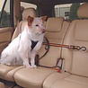 Kurgo Kurgo Autogordel Zip Line voor honden met bijgeleverde Riem - Houdt honden op de achterbank Kurgo Kurgo Autogordel Zip Line voor honden met bijgeleverde Riem - Houdt honden op de achterbank