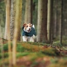 Rukka Pets Rukka Pets Stormy Coat - Winterjas voor honden - 9 maten - Dark Agave Rukka Pets Rukka Pets Stormy Coat - Winterjas voor honden - 9 maten - Dark Agave