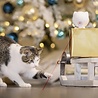 PetSafe PetSafe® Dancing Dot™ Laser Cat Toy - Interactief kattenspeelgoed met veilige laser PetSafe PetSafe® Dancing Dot™ Laser Cat Toy - Interactief kattenspeelgoed met veilige laser
