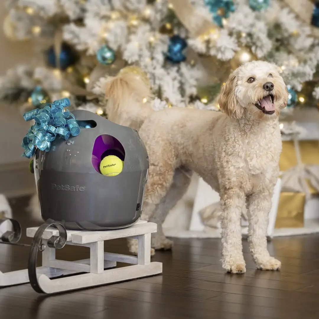Staat Plicht wrijving PetSafe Automatische Ballenwerper voor Honden - Max&Luna