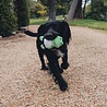 Beco Beco Pluche Kikker - Hondenknuffel van Gerecycled Materiaal - Met Luide Pieper - Geschikt voor kleine honden - Small Beco Beco Pluche Kikker - Hondenknuffel van Gerecycled Materiaal - Met Luide Pieper - Geschikt voor kleine honden - Small