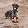 Beco Beco Pluche Kreeft - Hondenknuffel van Gerecycled Materiaal - Met Luide Pieper - Geschikt voor middelgrote honden - Medium Beco Beco Pluche Kreeft - Hondenknuffel van Gerecycled Materiaal - Met Luide Pieper - Geschikt voor middelgrote honden - Medium