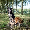 Rebel Petz Rebel Petz - Dubbele Verstelbare Hondenriem voor Twee Honden - Met Draaibare sluiting en Zacht Handvat - Small en Large Rebel Petz Rebel Petz - Dubbele Verstelbare Hondenriem voor Twee Honden - Met Draaibare sluiting en Zacht Handvat - Small en Large