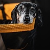 Kurgo Kurgo Skybox Booster Seat - Verhoogde autostoel met eenvoudige bevestiging voor kleine honden tot 13kg - Zwart/Oranje 30x40x20cm Kurgo Kurgo Skybox Booster Seat - Verhoogde autostoel met eenvoudige bevestiging voor kleine honden tot 13kg - Zwart/Oranje 30x40x20cm