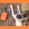 DogsLife Dogslife Eerste Hulp Kit voor huisdieren - 30 EHBO artikelen om jouw hond of kat te helpen in noodgevallen - Compacte verpakking - Handig voor onderweg DogsLife Dogslife Eerste Hulp Kit voor huisdieren - 30 EHBO artikelen om jouw hond of kat te helpen in noodgevallen - Compacte verpakking - Handig voor onderweg