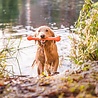 West Paw West Paw Zwig Zogoflex Echo - Flexibele Werpstok voor Honden - Ideaal voor Trekspel - Blijft Drijven - Groen, Oranje en Paars - 35 cm lang West Paw West Paw Zwig Zogoflex Echo - Flexibele Werpstok voor Honden - Ideaal voor Trekspel - Blijft Drijven - Groen, Oranje en Paars - 35 cm lang