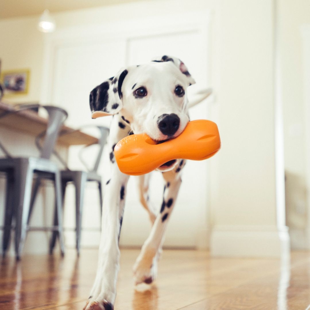 Zogoflex Qwizl Extra Sterk Honden Speelgoed - Max&Luna