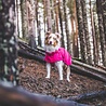 Rukka Pets Rukka Pets Hase Raincoat - Lichtgewicht hondenregenjas - in 2 kleuren en 9 maten Rukka Pets Rukka Pets Hase Raincoat - Lichtgewicht hondenregenjas - in 2 kleuren en 9 maten