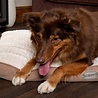 Scruffs Scruffs Ellen Matras - Comfortabel hondenkussen - Roze, Beige of Bruin - 100 x 70 cm Scruffs Scruffs Ellen Matras - Comfortabel hondenkussen - Roze, Beige of Bruin - 100 x 70 cm