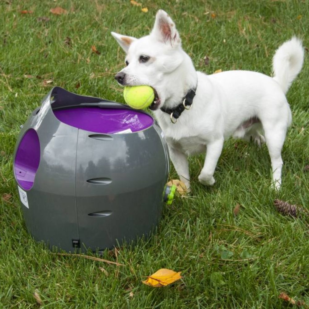 Staat Plicht wrijving PetSafe Automatische Ballenwerper voor Honden - Max&Luna