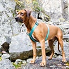 Rukka Pets Rukka Pets Form Y harnas - Verstelbaar hondentuig Y model - Zwart of Turquoise - XXS, XS, S, M, L Rukka Pets Rukka Pets Form Y harnas - Verstelbaar hondentuig Y model - Zwart of Turquoise - XXS, XS, S, M, L