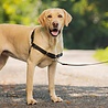 PetSafe Petsafe Easy Walk Anti Trek Tuig - Harnas inclusief Riem - Diverse kleuren - Maat S tot XL PetSafe Petsafe Easy Walk Anti Trek Tuig - Harnas inclusief Riem - Diverse kleuren - Maat S tot XL